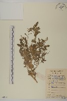 魚眼菊藏品圖，第1張