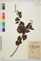 大黃鱔藤藏品圖，第1張