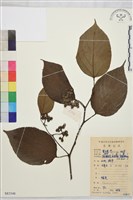 拐棗、枳椇藏品圖，第1張