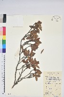 雙角杜鵑藏品圖，第1張