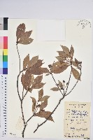 吊鐘花藏品圖，第1張