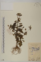 煙管草藏品圖，第1張