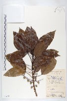 薯豆藏品圖，第1張