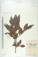 山紅柿藏品圖，第3張