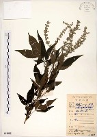 黃荊藏品圖，第1張