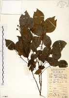 朴樹藏品圖，第1張