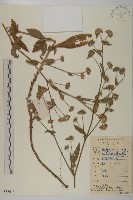 白花地膽草藏品圖，第1張