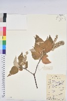 白背葉藏品圖，第1張