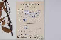 酸藤藏品圖，第2張