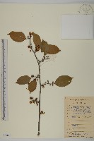 過山楓藏品圖，第1張