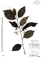 杜虹花，台灣紫珠藏品圖，第1張