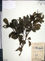 山埔姜藏品圖，第1張