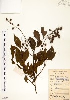 九芎藏品圖，第1張