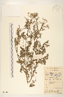 銀膠菊藏品圖，第1張