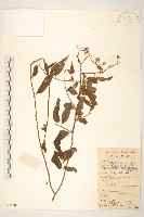 蔓黃菀藏品圖，第1張