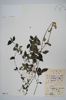 杜根藤藏品圖，第1張