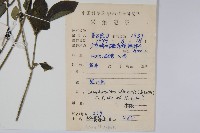 杜根藤藏品圖，第2張