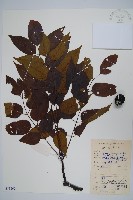 南酸棗藏品圖，第1張