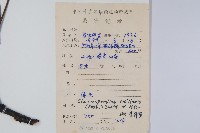 南酸棗藏品圖，第2張