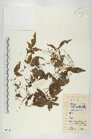 絞股藍藏品圖，第1張