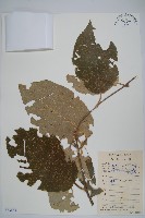 毛花楊桃藏品圖，第1張
