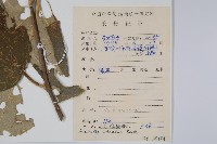 毛花楊桃藏品圖，第2張