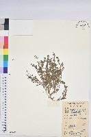 伏生大戢藏品圖，第1張