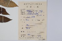蘿芙木藏品圖，第2張
