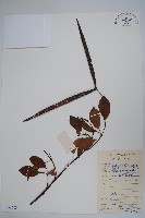 酸藤藏品圖，第1張