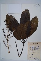 登錄號:S083719藏品圖，第1張