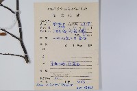 嶺南槭藏品圖，第2張