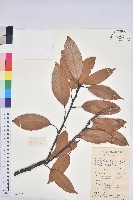 美葉石櫟藏品圖，第1張