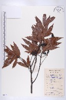 杜英藏品圖，第1張