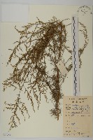 茵蔯蒿藏品圖，第1張