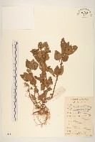 金鈕釦藏品圖，第1張