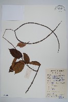 帘子藤藏品圖，第1張