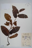 紫玉盤藏品圖，第1張