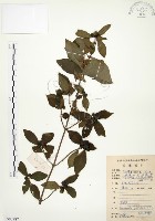 毛玉葉金花藏品圖，第1張