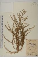 茵蔯蒿藏品圖，第1張