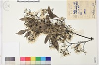 柱果鐵線蓮藏品圖，第2張