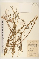 雞兒腸藏品圖，第1張