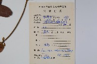 皺葉忍冬藏品圖，第2張