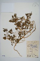 野莧菜藏品圖，第1張