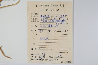 野莧菜藏品圖，第2張