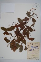 廣州山柑藏品圖，第1張