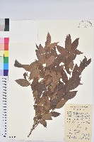 毛果算盤子藏品圖，第1張