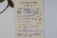 密毛假黃楊藏品圖，第2張