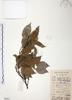 樟樹藏品圖，第1張