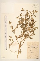 嶺南野菊藏品圖，第1張