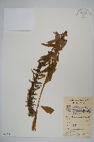 江南山梗菜藏品圖，第1張